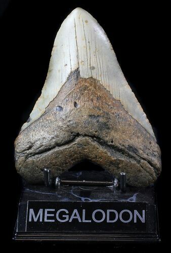 Megalodon Tooth - North Carolina #36232
